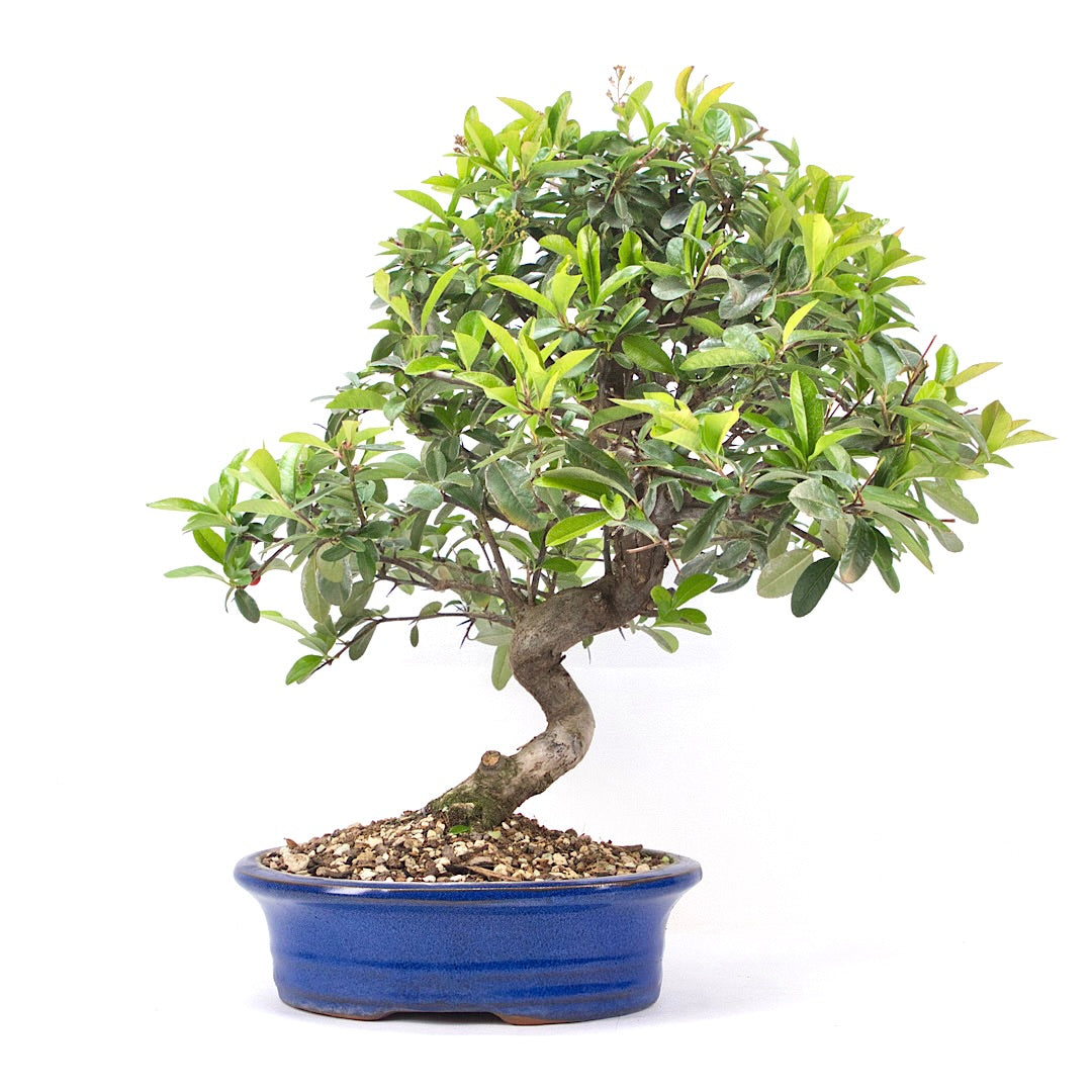 Feuerdorn 'Pyracantha coccinea'